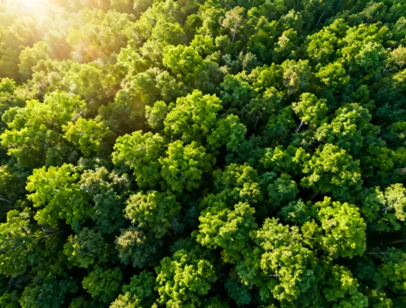 Avery Dennison sustainability commitment — protecting natural ecosystems through responsible material sourcing